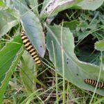 Cinnabar moth (Tyria jacobaeae) caterpillars