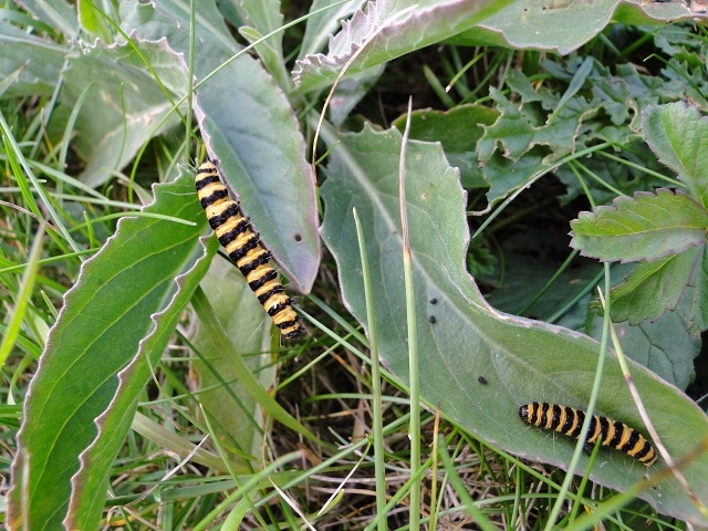 Cinnabar moth (Tyria jacobaeae) caterpillars